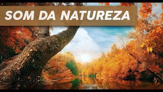 Som da Natureza - Relaxar e meditar - Relaxe