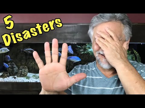 Top 5 Aquarium Start Up and Set Up Disasters - DON'T DO THESE!