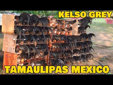 Beautiful Giros Grey Kelso Gueromel Farm Tamaulipas Mexico