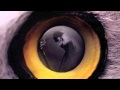 Jan Akkerman - Blind Baby 