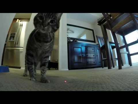 GoPro Hero 3+ - Laser Cats