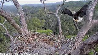 Gabby Grabs A Stick! - AEF-NEFL Eagle Cams- October 31, 2023