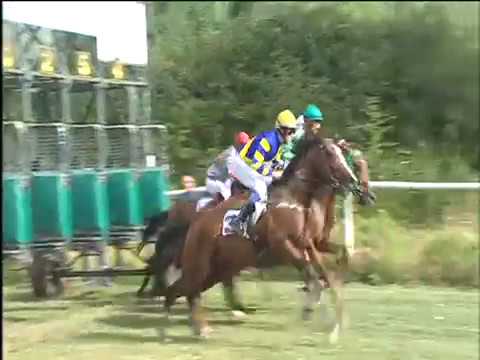 Galoppo 26/07/2017 - 1ª corsa