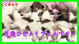 【ジャックラッセルテリア】メイヴェルベビー生後0日『動物癒し動画』にくきゅう