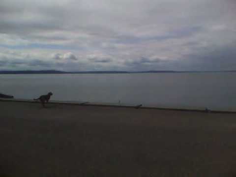 Alki dog