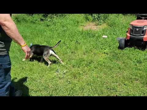 Rocky, an adoptable Rottweiler & German Shepherd Dog Mix in Bandera, TX_image-1