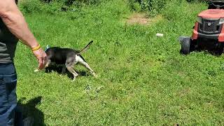 Video preview image #1 English Bullweiler Puppy For Sale in Bandera, TX, USA