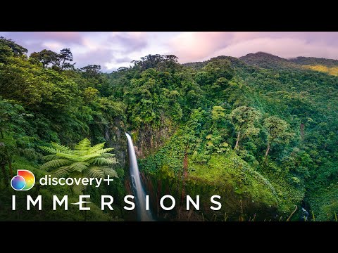 Cloudforest Waterfall (Slow TV) | discovery+ Immersions