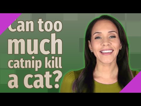 Can too much catnip kill a cat?