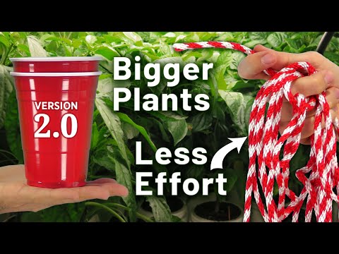 Best Way to Grow Bigger Tomato & Pepper Seedlings 🌱 (Upgraded Double Cup Method Hack)