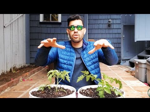 Biofertilizers Experiment Testing Earth Alive Soil Activator Part 1