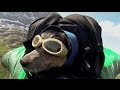 Worlds First BASE-Jumping Dog Soars - YouTube
