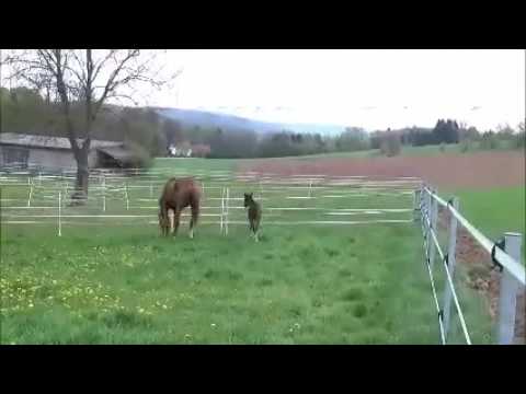 Spitzenstutfohlen von For Romance l OLD-Londonderry