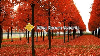 Download lagu Suara Angin Yang Meniup Daun Daun di Pohon mp3 Download lagu Suara Angin Yang Meniup Daun Daun di Pohon mp3