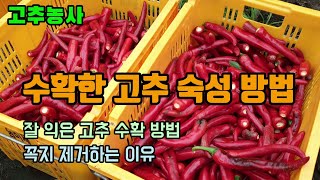고추농사 고추 첫수확 수확한 고추 숙성 방법과 이유 잘 익은 고추는? 고추 꼭지 제거하면 좋은이유