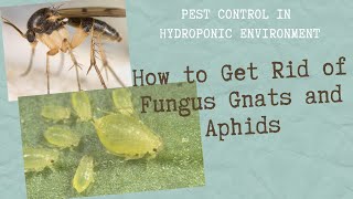 How to get rid of Fungus Gnats and Aphids in your Hydroponic System