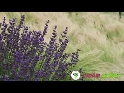 Levendula és árvalányhaj Badacsonyban | Vidám Szüret