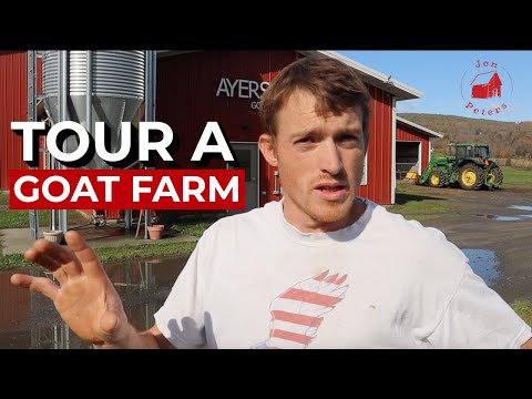 Tour a Vermont Goat Farm: Ayers Brook Goat Dairy
