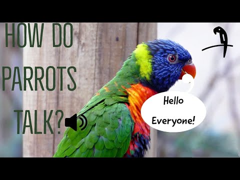 How Do Parrots Talk Like Humans?