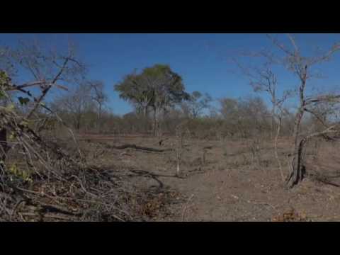 Safari Live Videos-Sunrise Drive- Aug 12- -Baboons. Famous Primate of This area