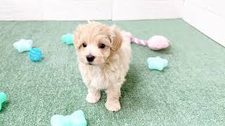 ハーフ犬の動画01