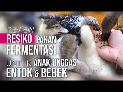 , title : 'Review Resiko Pakan Fermentasi untuk Anak Unggas Entok, Bebek & Angsa | Tanya Jawab'