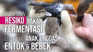Download lagu Review Resiko Pakan Fermentasi untuk Anak Unggas Entok, Bebek & Angsa | Tanya Jawab mp3