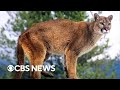 Woman Killed In Suspected Mountain Lion Attack In Colorado