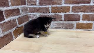 チワワ（ロング）の動画01