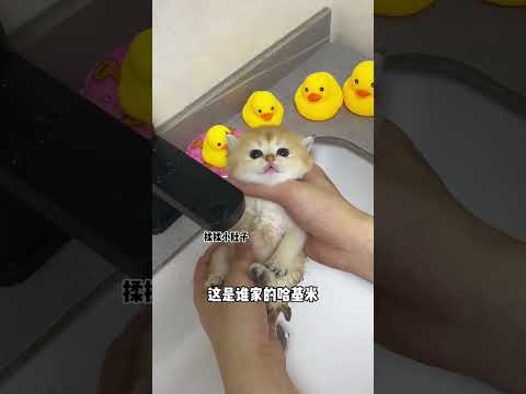 日本 貓咪