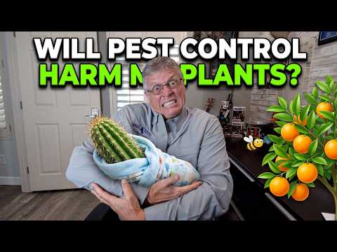 Will Pest Control Kill My Cactus or Citrus Trees?