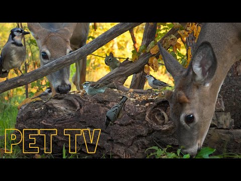 Dog TV for Dogs to Watch 🦌 Young Buck & Momma Doe - Wildlife Up-close for Dogs, Cats, & Their Humans