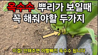 옥수수 뿌리가 보일때 이거 두가지 해주면 알이꽉찬 옥수수 됩니다! #옥수수키우기 #옥수수재배 #옥수수거름주는…