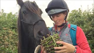 Blackberries, basket making and a little black horse
