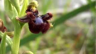 preview picture of video 'Ophrys in Salamis Geece'