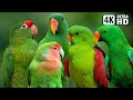 WORLD S MOST BEAUTIFUL GREEN PARROTS BREATHTAKING NATURE AMAZING BIRD SOUNDS STRESS RELIEF