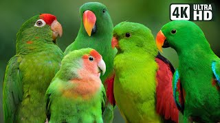 Download lagu BURUNG PARROT HIJAU TERINDAH DI DUNIA | KEINDAHAN ALAM YANG MEMUKAU | SUARA BURUNG YANG MENAKJUBKAN | PENGHILANG STRES mp3 Download lagu BURUNG PARROT HIJAU TERINDAH DI DUNIA | KEINDAHAN ALAM YANG MEMUKAU | SUARA BURUNG YANG MENAKJUBKAN | PENGHILANG STRES mp3