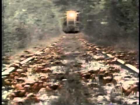 Dangerous Swarms - Red crabs migrating from land to sea.