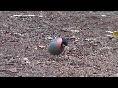 冬の餌:鳥が一番好むもの 自然と動物