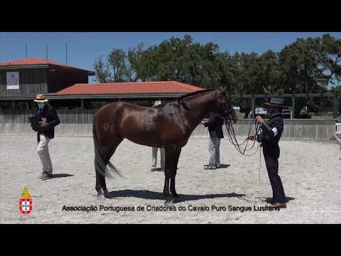 200619 15 Luar - Aprovação de Garanhões