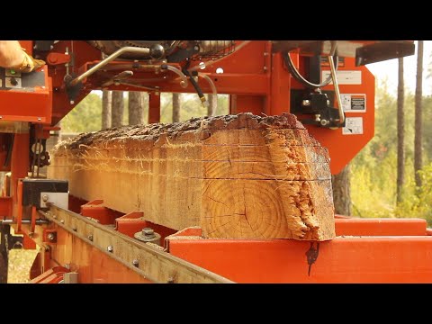 Milling a Dead Tree, Finding Treasure Inside