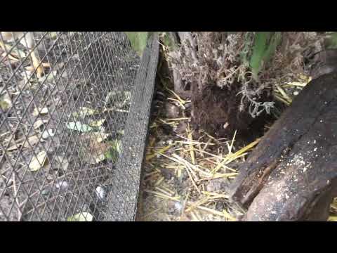 Wachteln im Herbst Häuschen