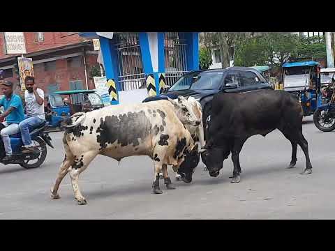 Bull fighting on road /Jalpaiguri India fight between two Bull @nature70014 #bullfighteronly #bull