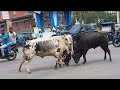 Bull Fighting On Road Jalpaiguri India Fight Between Two Bull Nature70014 Bullfighteronly Bull
