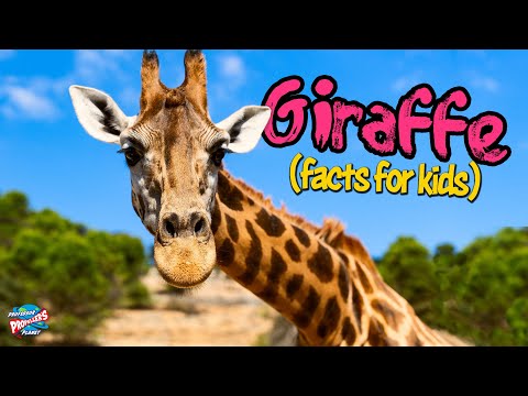 Giraffes For Kids - 10 facts about the world’s tallest animal