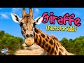 Giraffes For Kids - 10 facts about the world’s tallest animal