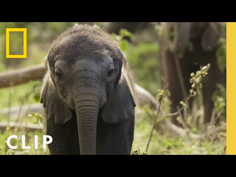 فيديو .. اكتشاف لغة فريدة بين الفيلة