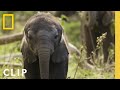 How Elephant Families Communicate And Bond Secrets Of The Elephants