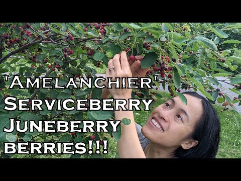 'Amelanchier', Juneberry, serviceberry, shadbush berries- Urban foraging in NYC.