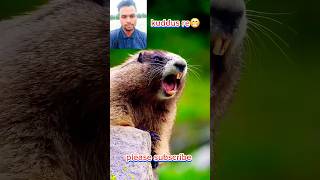 Download lagu ভাইরাল কুদ্দুস ভিডিও!!kuddus Re#kuddus #shortsvideo #viralvideo#subscribe #youtubeshorts #tanding mp3 Download lagu ভাইরাল কুদ্দুস ভিডিও!!kuddus Re#kuddus #shortsvideo #viralvideo#subscribe #youtubeshorts #tanding mp3